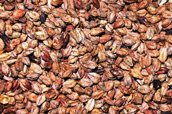 Bitter buckwheat (Fagopyrum tartaricum)